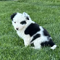 Male #4 - Border Collie, a male Border Collie for sale in Caldwell, ID – 2 of 2