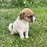 Copper - Male #3, a male Jack Russell Terrier and Parson Russell Terrier for sale in Caldwell, ID – 2 of 5