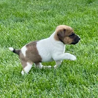 Toffee - Male #2, a male Jack Russell Terrier and Parson Russell Terrier for sale in Caldwell, ID – 3 of 6