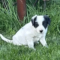 Male #2 - Border Collie, a male Border Collie for sale in Caldwell, ID – 1 of 3