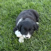 Male #1 - Border Collie, a male Border Collie for sale in Caldwell, ID – 2 of 2