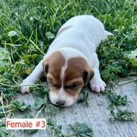 Mabel - Female #3, a female Jack Russell Terrier and Parson Russell Terrier for sale in Caldwell, ID – 4 of 5