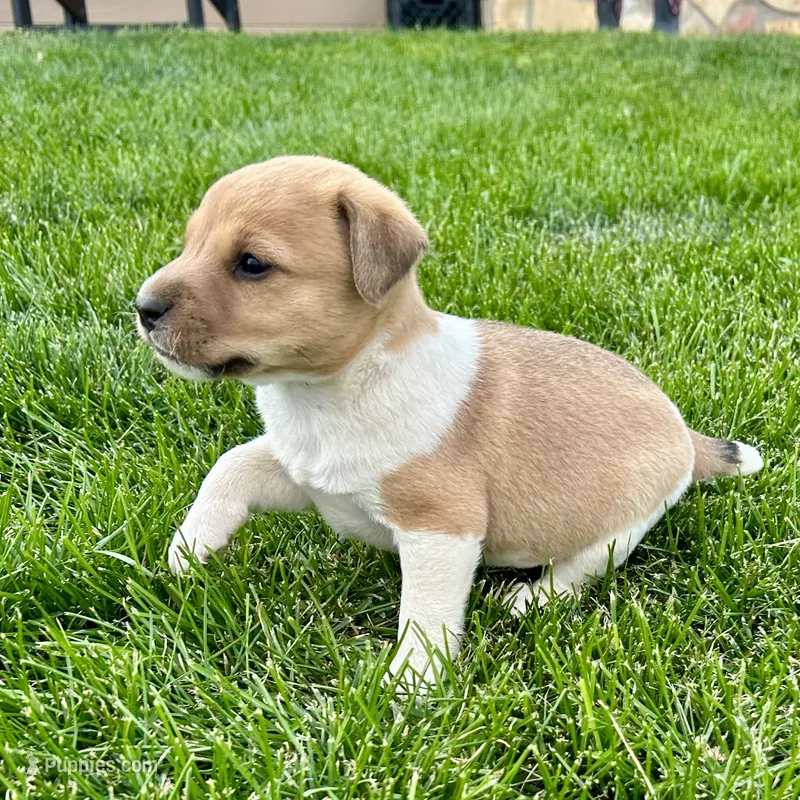 Biscuit - Male #1 – Jack Russell Terrier, Parson Russell Terrier puppy for sale in Caldwell, ID