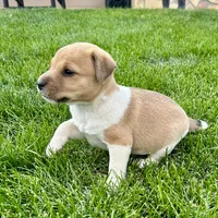 Biscuit - Male #1, a male Jack Russell Terrier and Parson Russell Terrier for sale in Caldwell, ID – 1 of 6