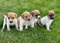 Biscuit - Male #1, a male Jack Russell Terrier and Parson Russell Terrier for sale in Caldwell, ID – 4 of 6