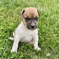 Toffee - Male #2, a male Jack Russell Terrier and Parson Russell Terrier for sale in Caldwell, ID – 2 of 6