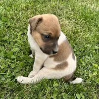 Toffee - Male #2, a male Jack Russell Terrier and Parson Russell Terrier for sale in Caldwell, ID – 1 of 6