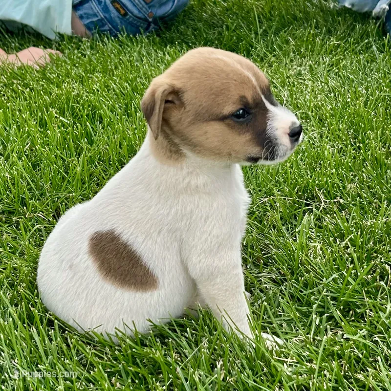 Copper - Male #3 – Jack Russell Terrier, Parson Russell Terrier puppy for sale in Caldwell, ID