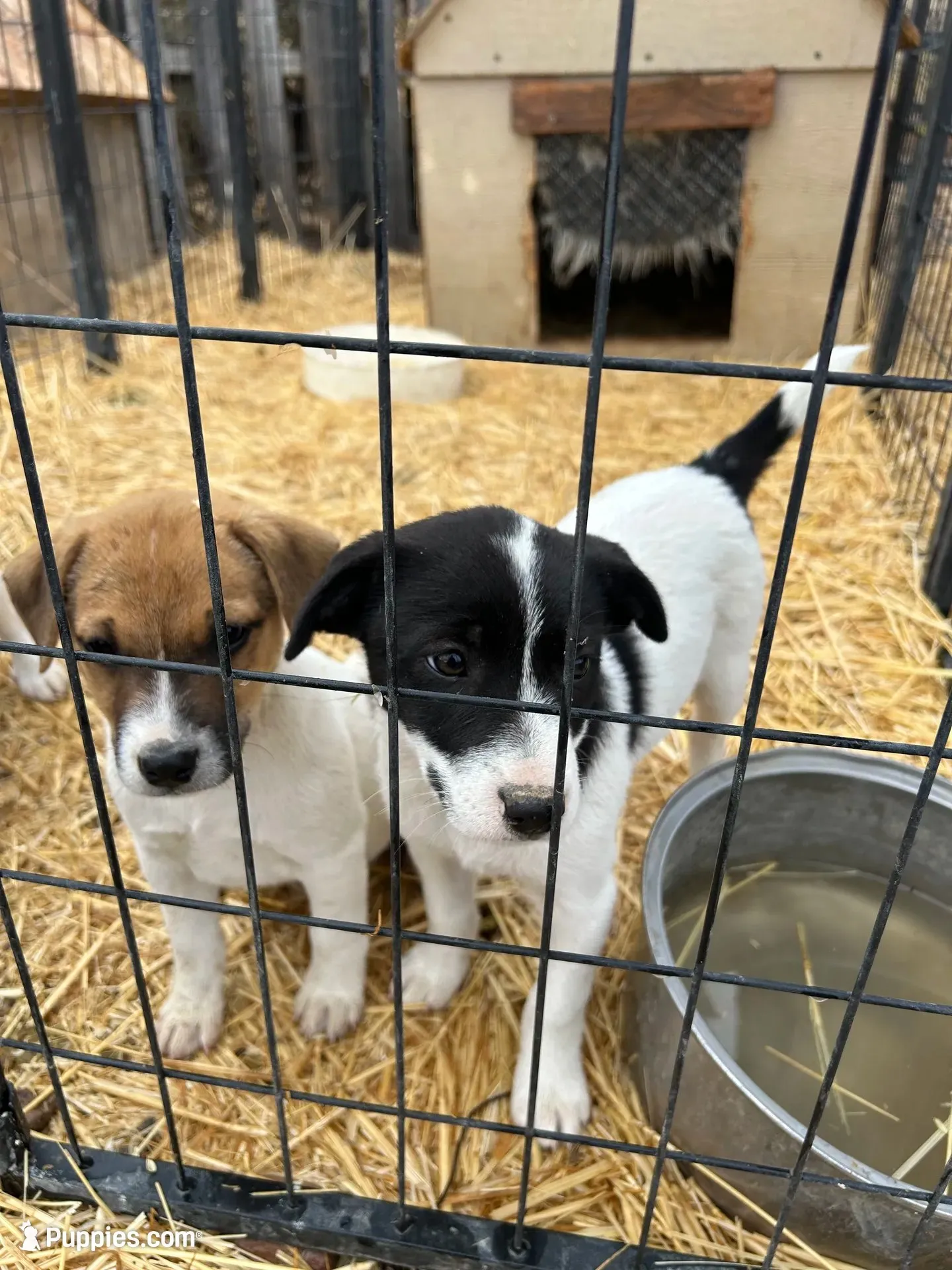 Border Jack Female #1, a female Jack Russell Terrier and Border Collie for sale in Caldwell, ID – 2 of 4