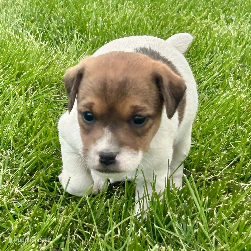 Maple - Female #2 – Jack Russell Terrier, Parson Russell Terrier puppy for sale in Caldwell, ID