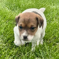 Maple - Female #2, a female Jack Russell Terrier and Parson Russell Terrier for sale in Caldwell, ID – 1 of 6