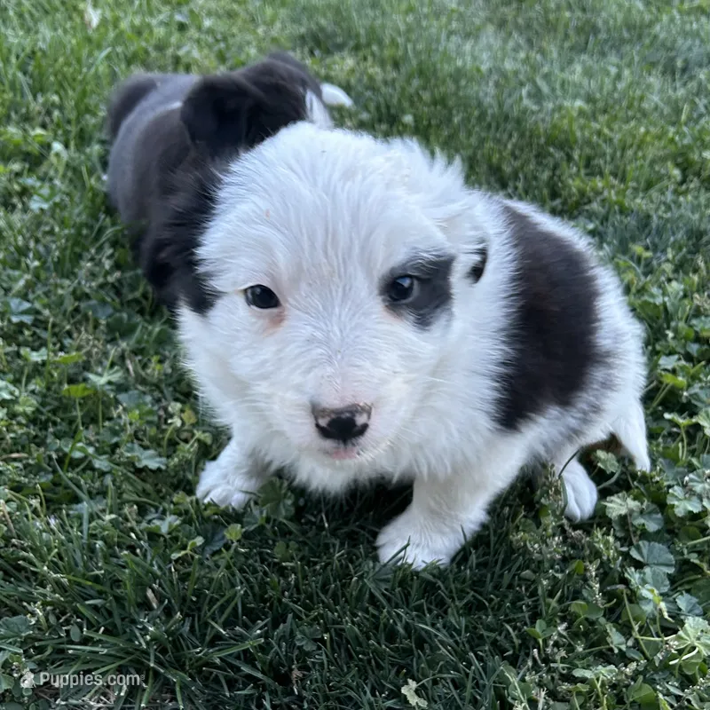 Male #4 - Border Collie – Border Collie puppy for sale in Caldwell, ID