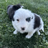 Male #4 - Border Collie, a male Border Collie for sale in Caldwell, ID – 1 of 2