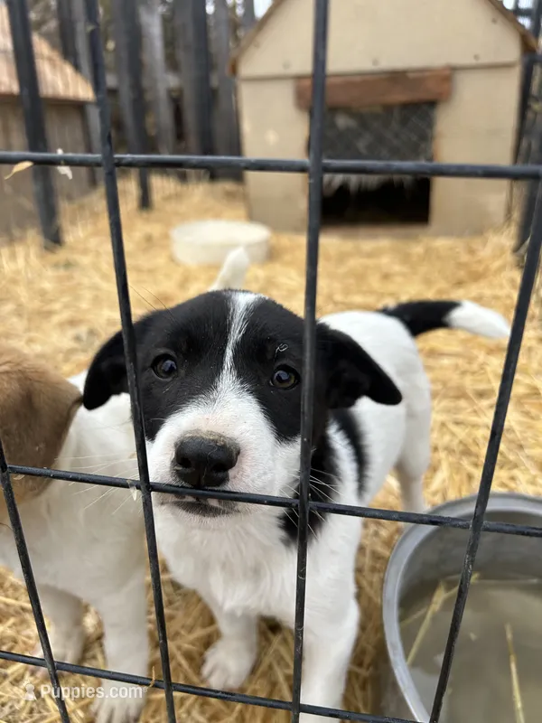 Border Jack Female #1 – Jack Russell Terrier, Border Collie puppy for sale in Caldwell, ID