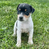 Penny - Female #4, a female Jack Russell Terrier and Parson Russell Terrier for sale in Caldwell, ID – 2 of 6