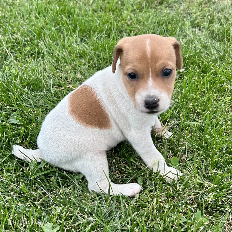 Mabel - Female #3 – Jack Russell Terrier, Parson Russell Terrier puppy for sale in Caldwell, ID