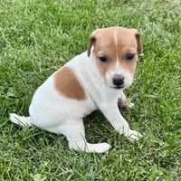 Mabel - Female #3, a female Jack Russell Terrier and Parson Russell Terrier for sale in Caldwell, ID – 1 of 5