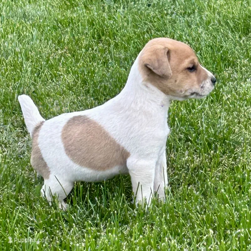 Honey - Female #1 – Jack Russell Terrier, Parson Russell Terrier puppy for sale in Caldwell, ID