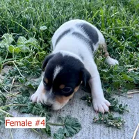 Penny - Female #4, a female Jack Russell Terrier and Parson Russell Terrier for sale in Caldwell, ID – 5 of 6