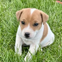 Theo - Male #4, a female Jack Russell Terrier and Parson Russell Terrier for sale in Caldwell, ID – 2 of 7