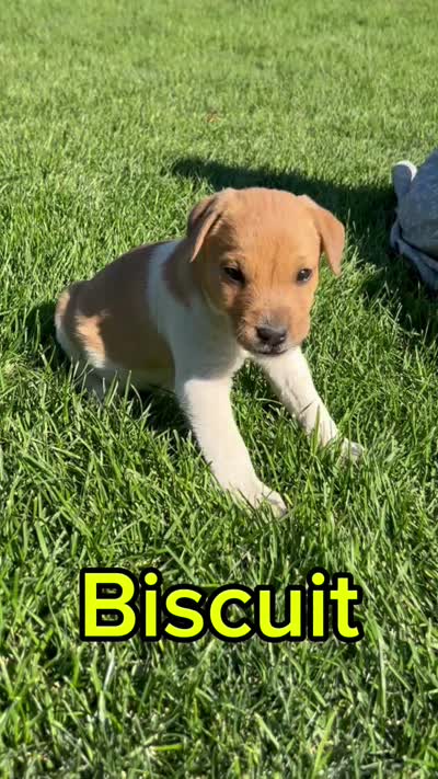 Biscuit - Male #1 VIDEO!, a male Jack Russell Terrier and Parson Russell Terrier for sale in Caldwell, ID – 2 of 8