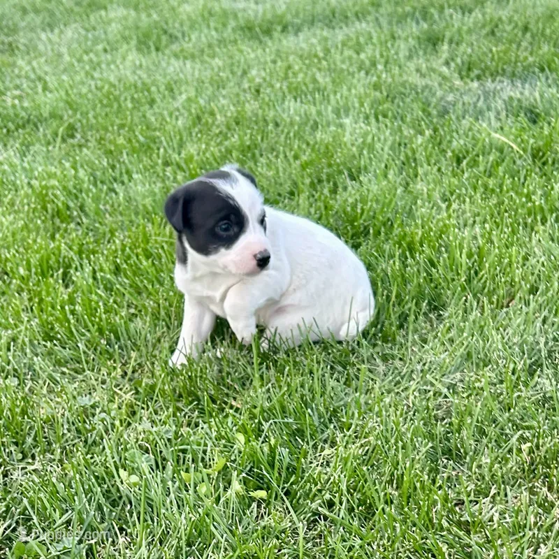 Border Jack Male #2 – Jack Russell Terrier, Border Collie puppy for sale in Caldwell, ID