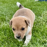 Biscuit - Male #1, a male Jack Russell Terrier and Parson Russell Terrier for sale in Caldwell, ID – 3 of 6