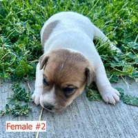 Maple - Female #2, a female Jack Russell Terrier and Parson Russell Terrier for sale in Caldwell, ID – 5 of 6