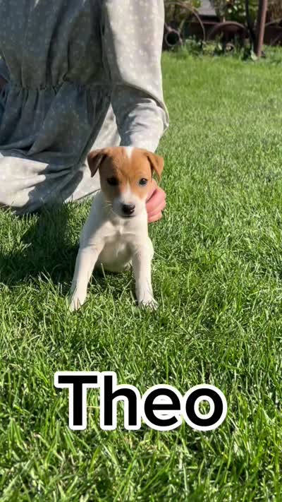 Theo - Male #4 VIDEO!, a female Jack Russell Terrier and Parson Russell Terrier for sale in Caldwell, ID – 2 of 9