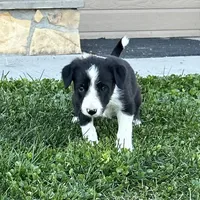 Female #1 - Border Collie, a female Border Collie for sale in Caldwell, ID – 4 of 4