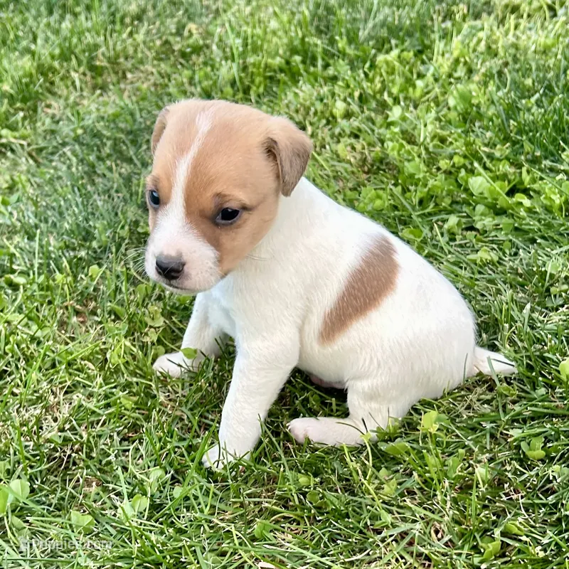 Archie - Male #5 – Jack Russell Terrier, Parson Russell Terrier puppy for sale in Caldwell, ID