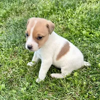 Archie - Male #5, a male Jack Russell Terrier and Parson Russell Terrier for sale in Caldwell, ID – 1 of 3
