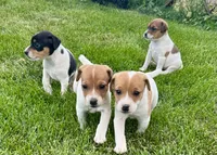 Maple - Female #2, a female Jack Russell Terrier and Parson Russell Terrier for sale in Caldwell, ID – 4 of 6