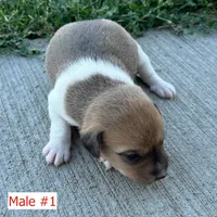 Biscuit - Male #1, a male Jack Russell Terrier and Parson Russell Terrier for sale in Caldwell, ID – 5 of 6