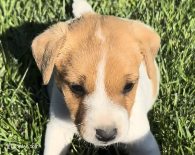Archie - Male #5 VIDEO! – Jack Russell Terrier, Parson Russell Terrier puppy for sale in Caldwell, ID