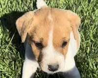Archie - Male #5 VIDEO!, a male Jack Russell Terrier and Parson Russell Terrier for sale in Caldwell, ID – 1 of 5