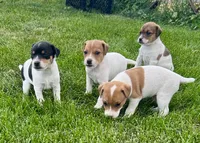 Mabel - Female #3, a female Jack Russell Terrier and Parson Russell Terrier for sale in Caldwell, ID – 3 of 5