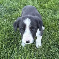 Female #1 - Border Collie, a female Border Collie for sale in Caldwell, ID – 1 of 4