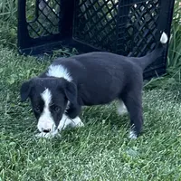 Female #1 - Border Collie, a female Border Collie for sale in Caldwell, ID – 3 of 4