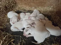 Not Yet Named, a male Akbash for sale in Blackwater, VA – 3 of 5