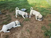 Not Yet Named, a male Akbash for sale in Blackwater, VA – 5 of 5
