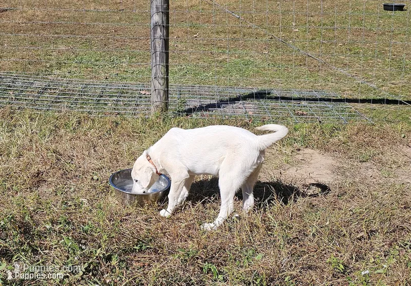 Not Yet Named, a male Akbash for sale in Blackwater, VA – 1 of 5