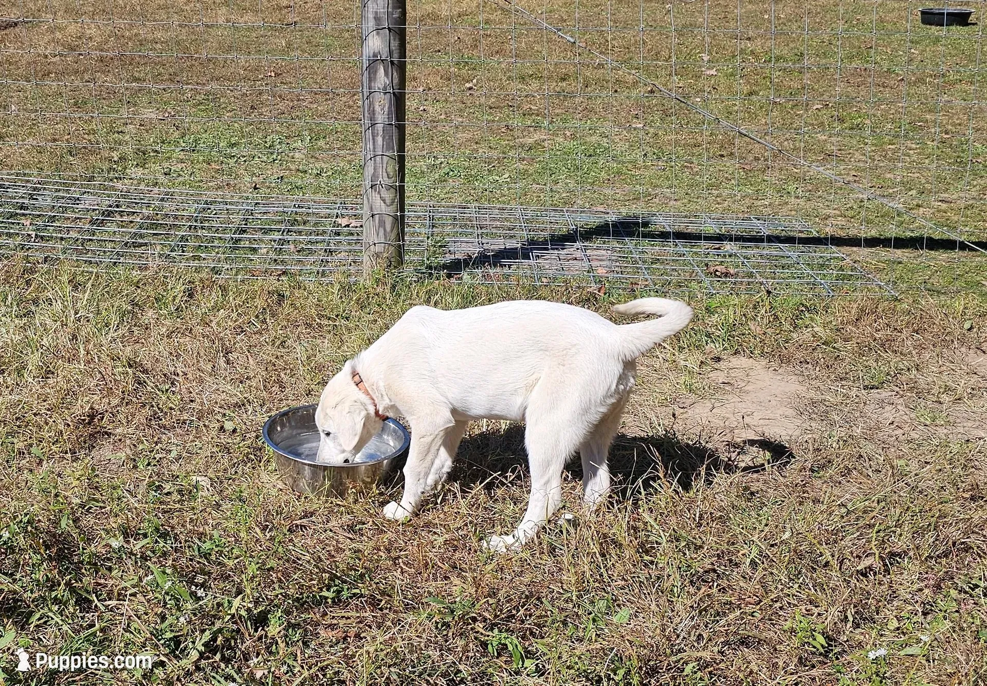 Not Yet Named, a male Akbash for sale in Blackwater, VA – 1 of 5