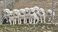 Not Yet Named, a male Akbash for sale in Blackwater, VA – 4 of 5