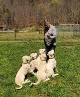 Not Yet Named, a male Akbash for sale in Blackwater, VA – 2 of 5