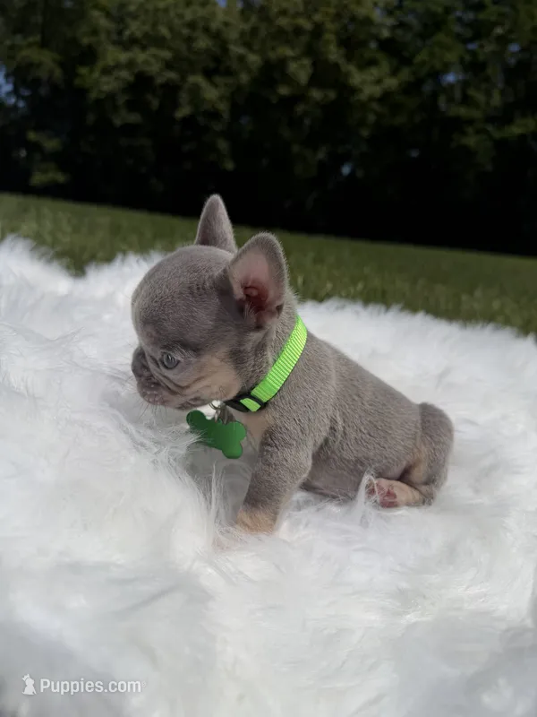 Pork chop  – French Bulldog puppy for sale in Charlottesville, VA