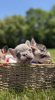 Pork chop , a male French Bulldog for sale in Charlottesville, VA – 2 of 2