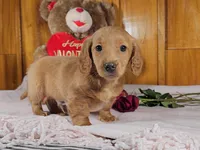 KADEN, a male Miniature Dachshund for sale in Nappanee, IN – Photo 3 of 3