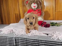 KADEN, a male Miniature Dachshund for sale in Nappanee, IN – Photo 2 of 3