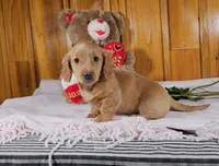 KADEN, a male Miniature Dachshund for sale in Nappanee, IN – Photo 1 of 3